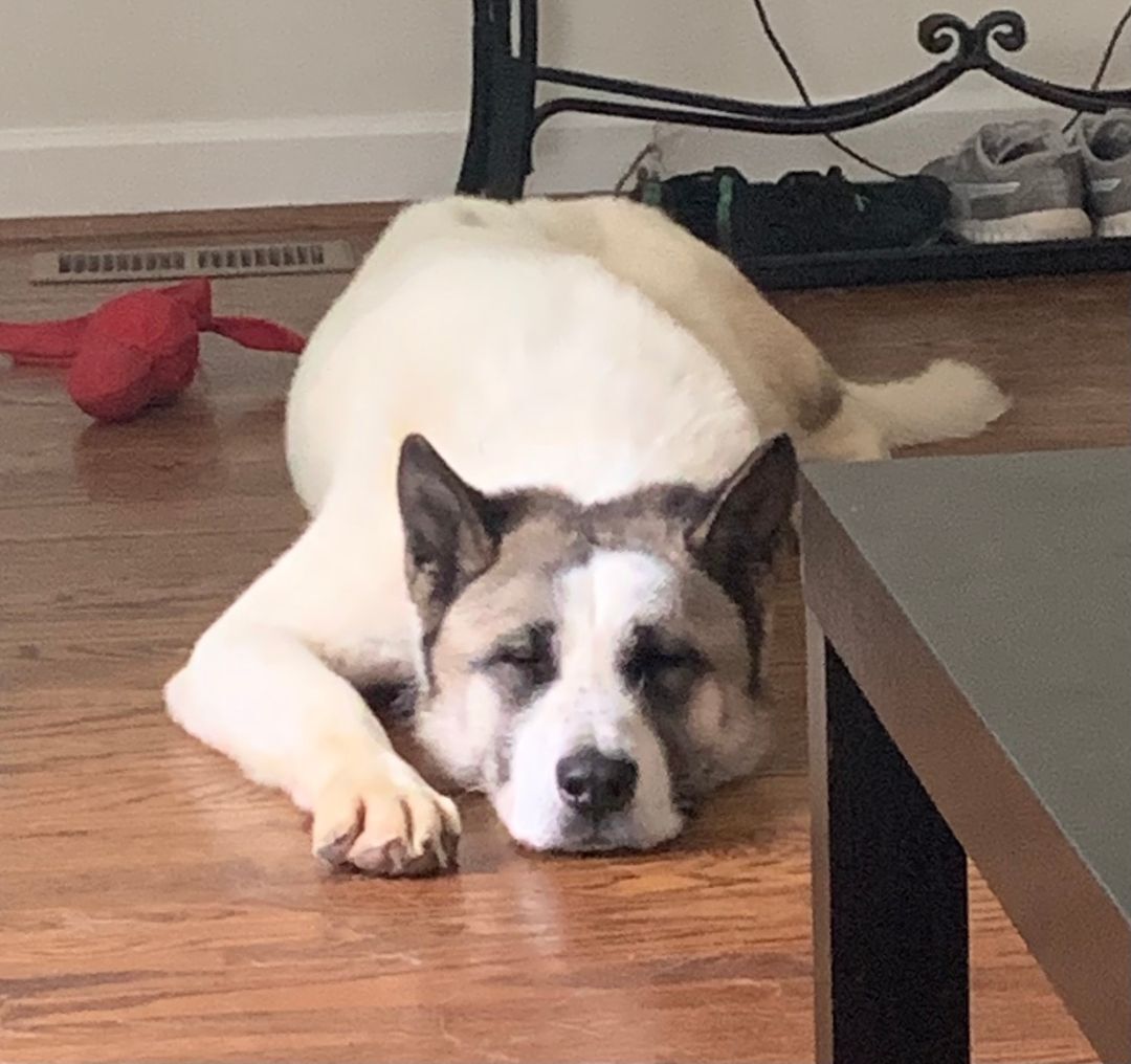 Enlarge MARVIN, a Adoptable Akita in Madison, WI image 4/12