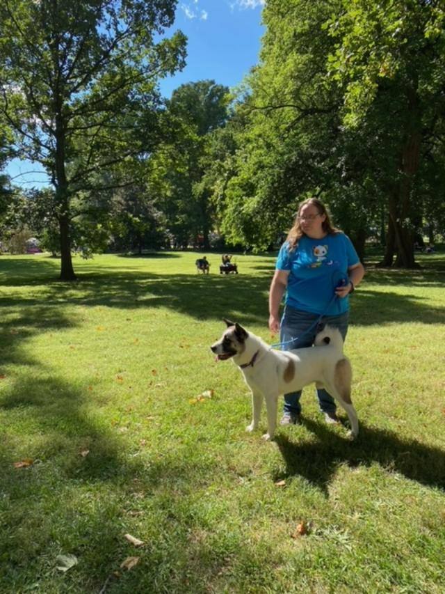 Enlarge MARVIN, a Adoptable Akita in Madison, WI image 5/12