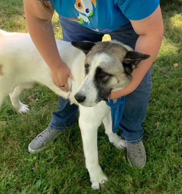 Enlarge MARVIN, a Adoptable Akita in Madison, WI image 6/12