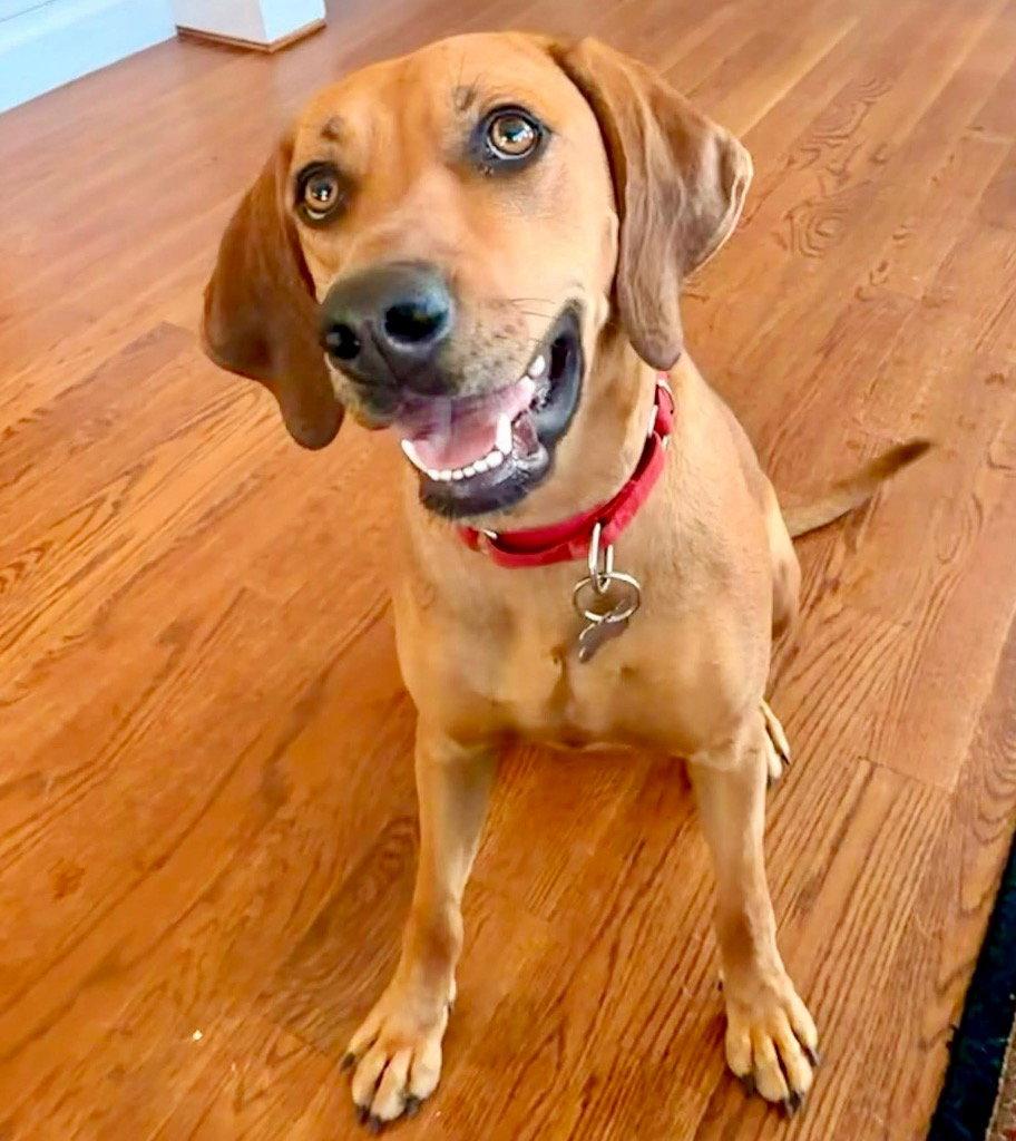 Cinnamon, a Adoptable mixed breed in Bloomfield, CT image 1/3
