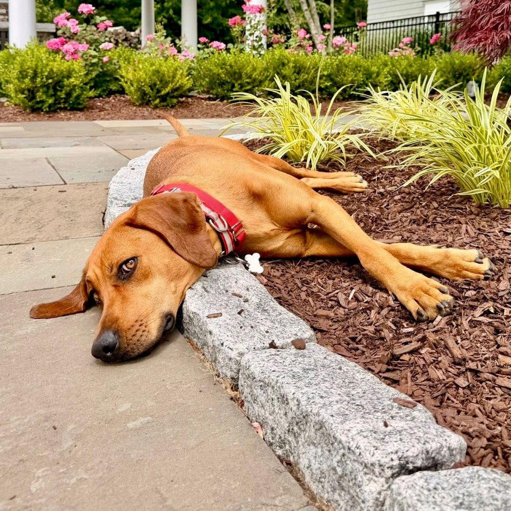 Cinnamon, a Adoptable mixed breed in Bloomfield, CT image 2/3