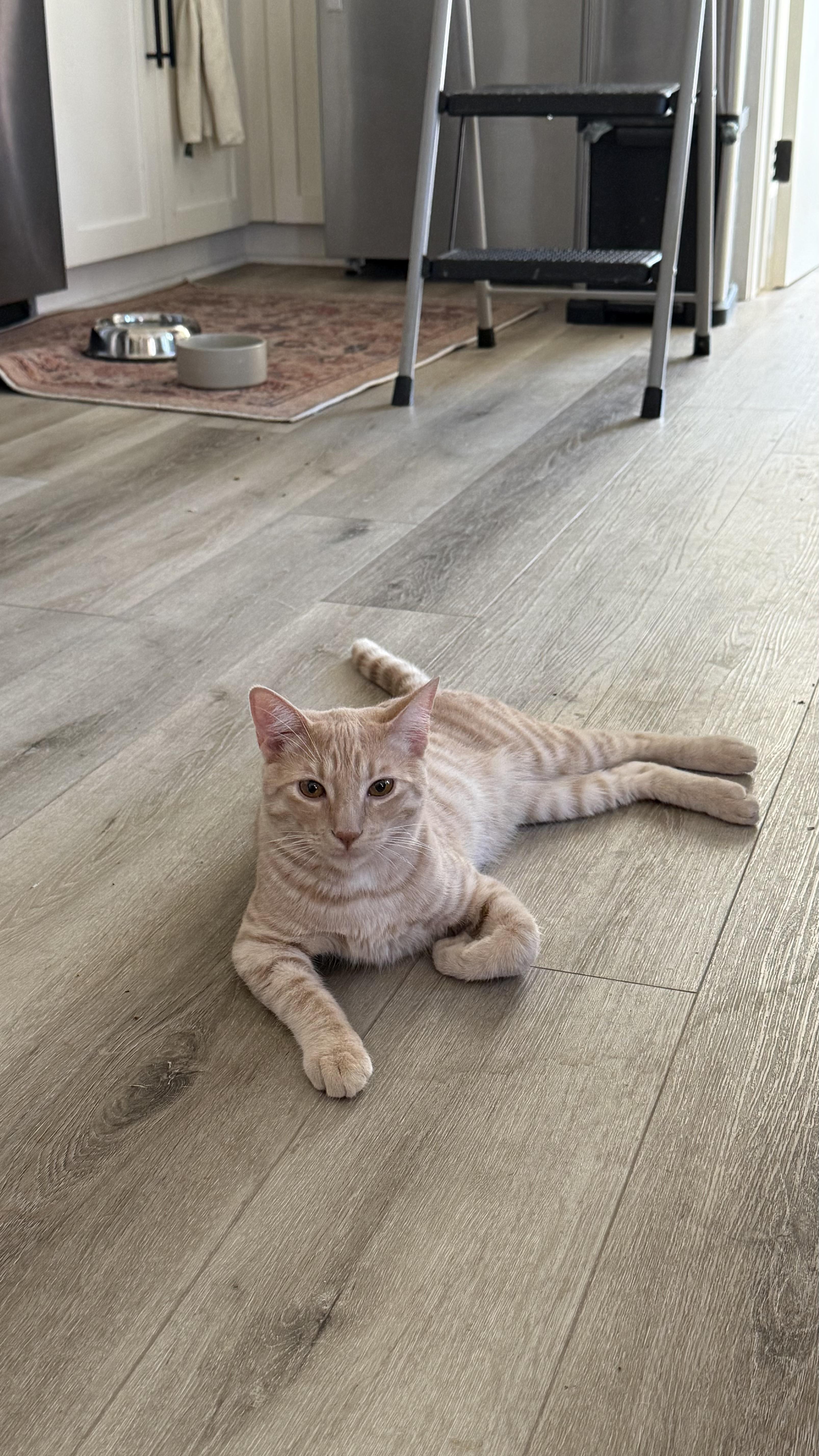 Enlarge Phillip “sharing brain cell with his brother” 8mo, an adopted Domestic Short Hair in Gig Harbor, WA image 2/5