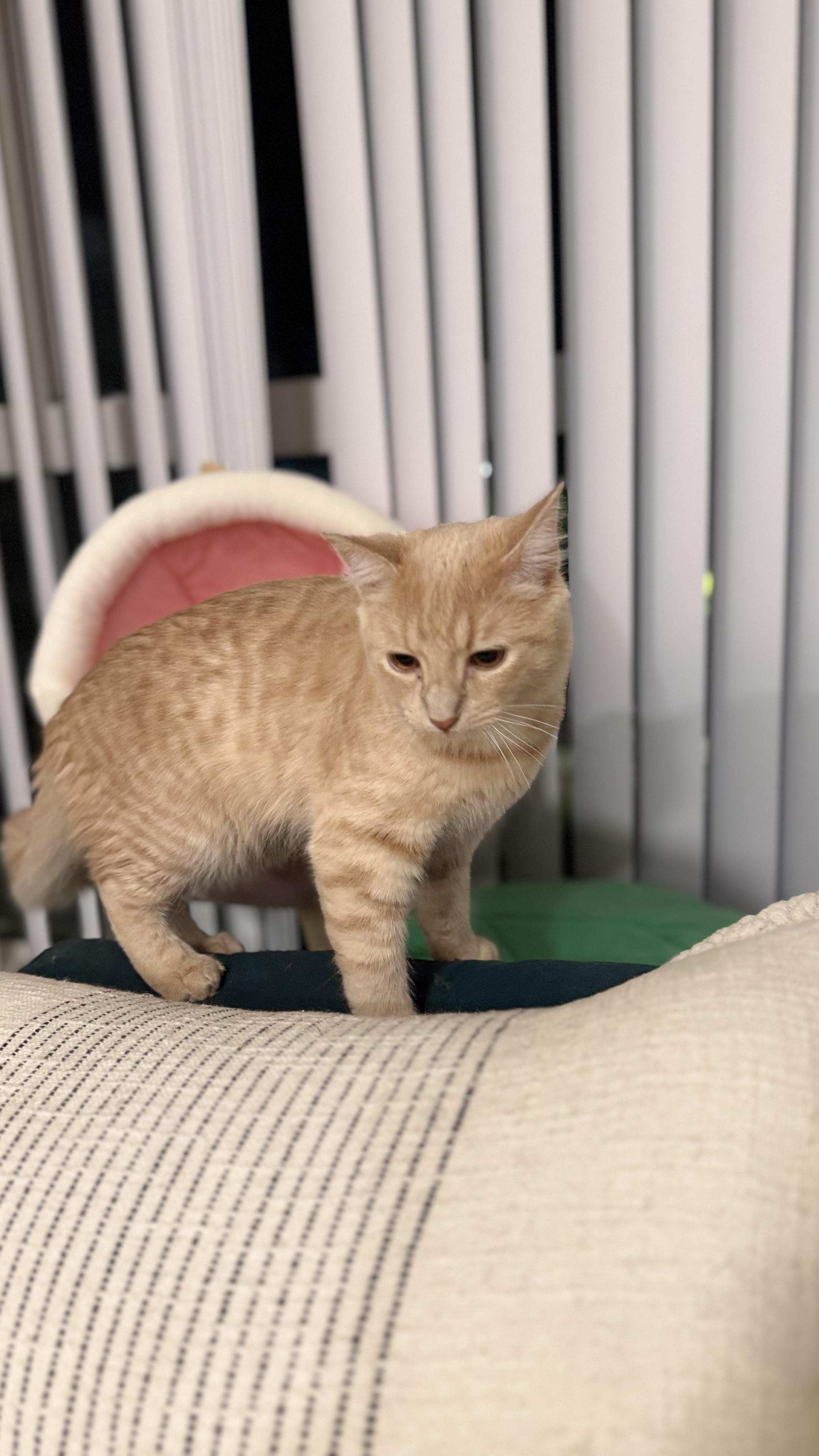 Enlarge Phillip “sharing brain cell with his brother” 8mo, an adopted Domestic Short Hair in Gig Harbor, WA image 5/5