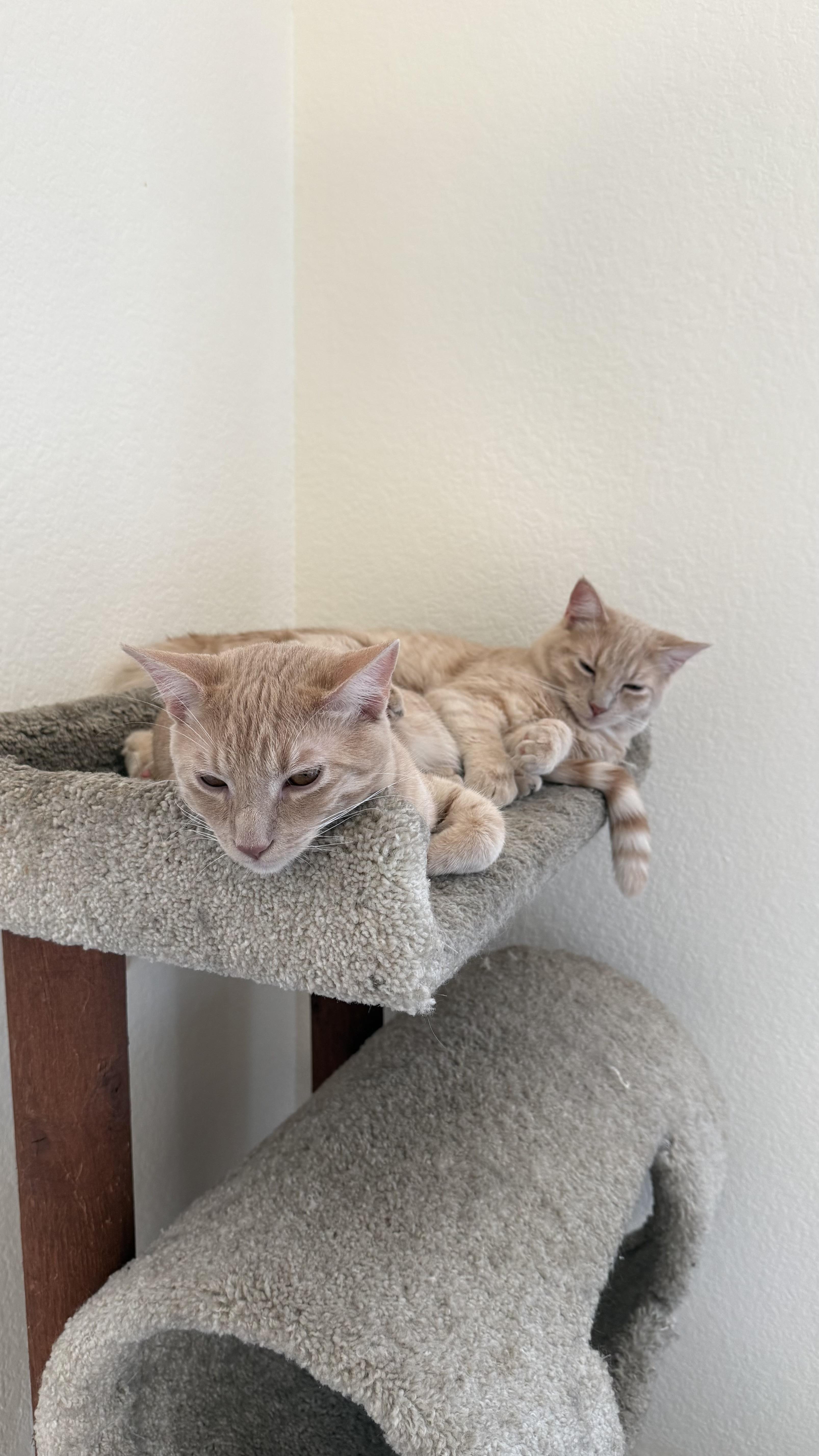Enlarge Phillip “sharing brain cell with his brother” 8mo, an adopted Domestic Short Hair in Gig Harbor, WA image 4/5