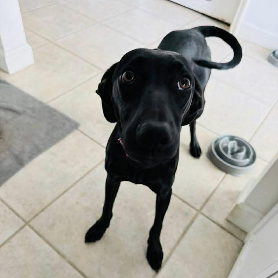 Enlarge Olive, a Adoptable mixed breed in Panama City, FL image 1/1