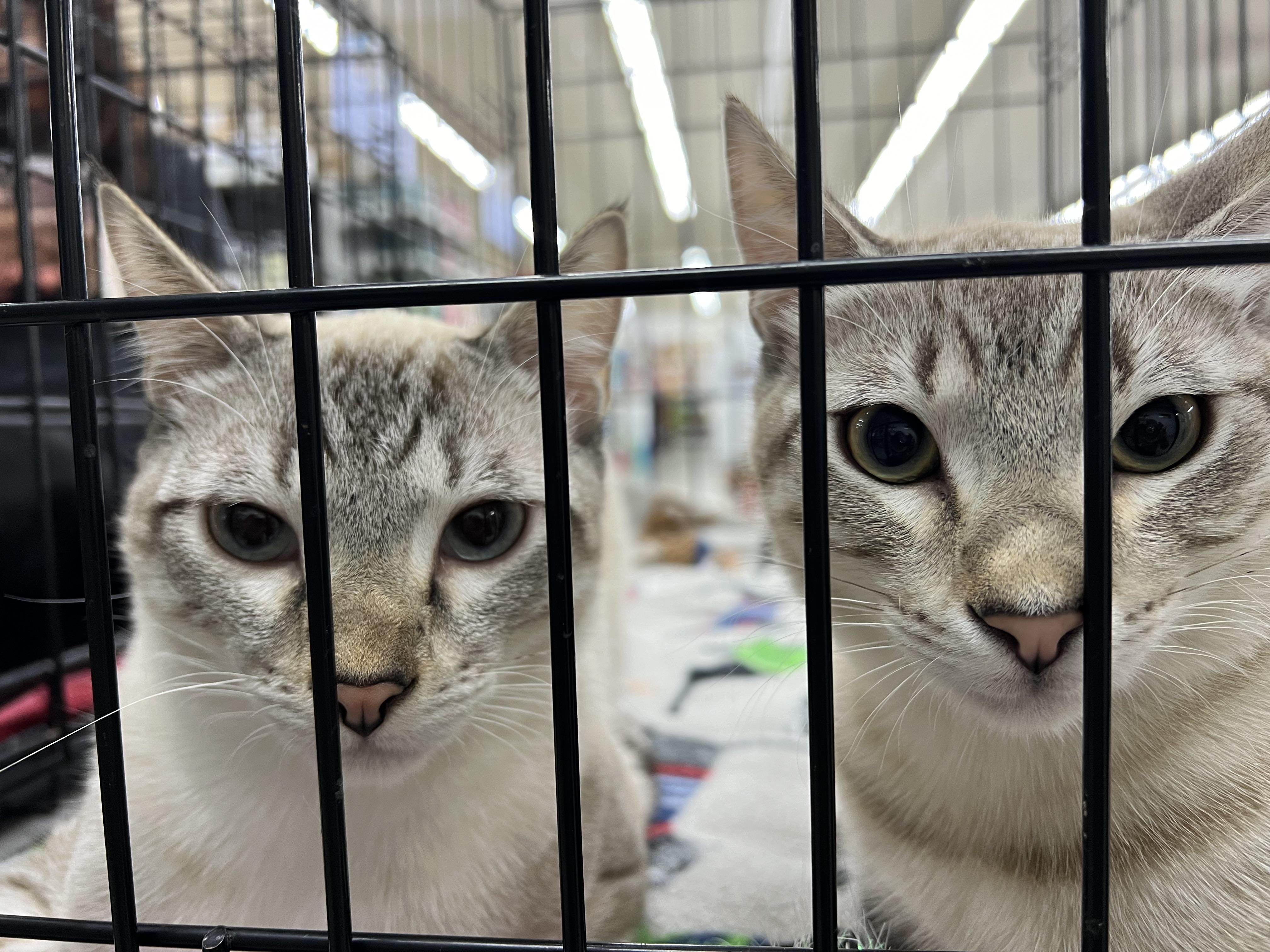 Mystic, Adopted, Young Male Siamese.