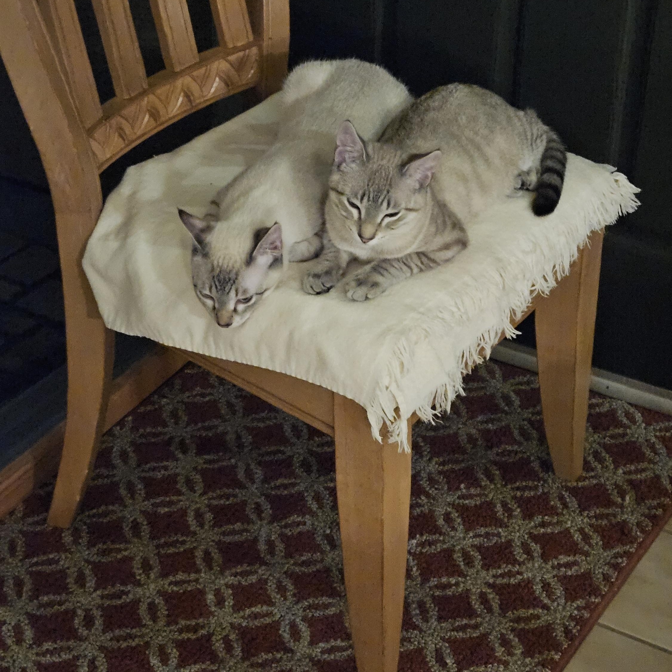 Mystic, a Adopted Siamese in South San Francisco, CA image 2/3