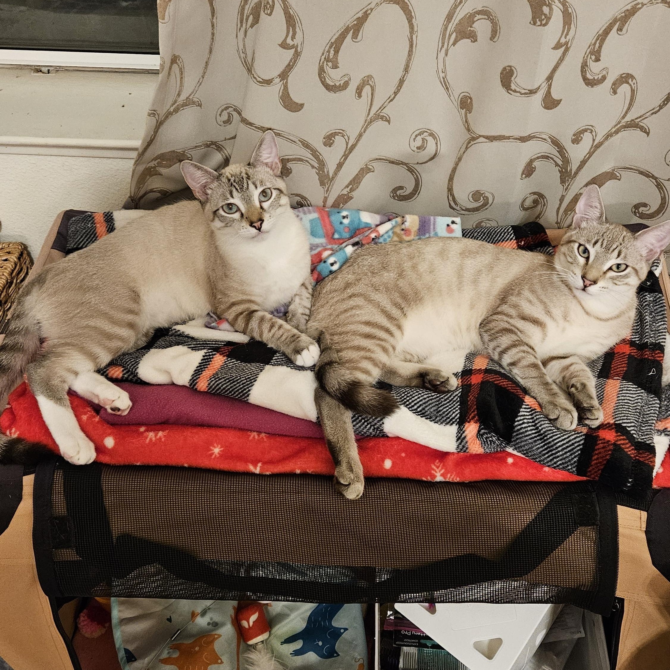 Mystic, a Adopted Siamese in South San Francisco, CA image 3/3