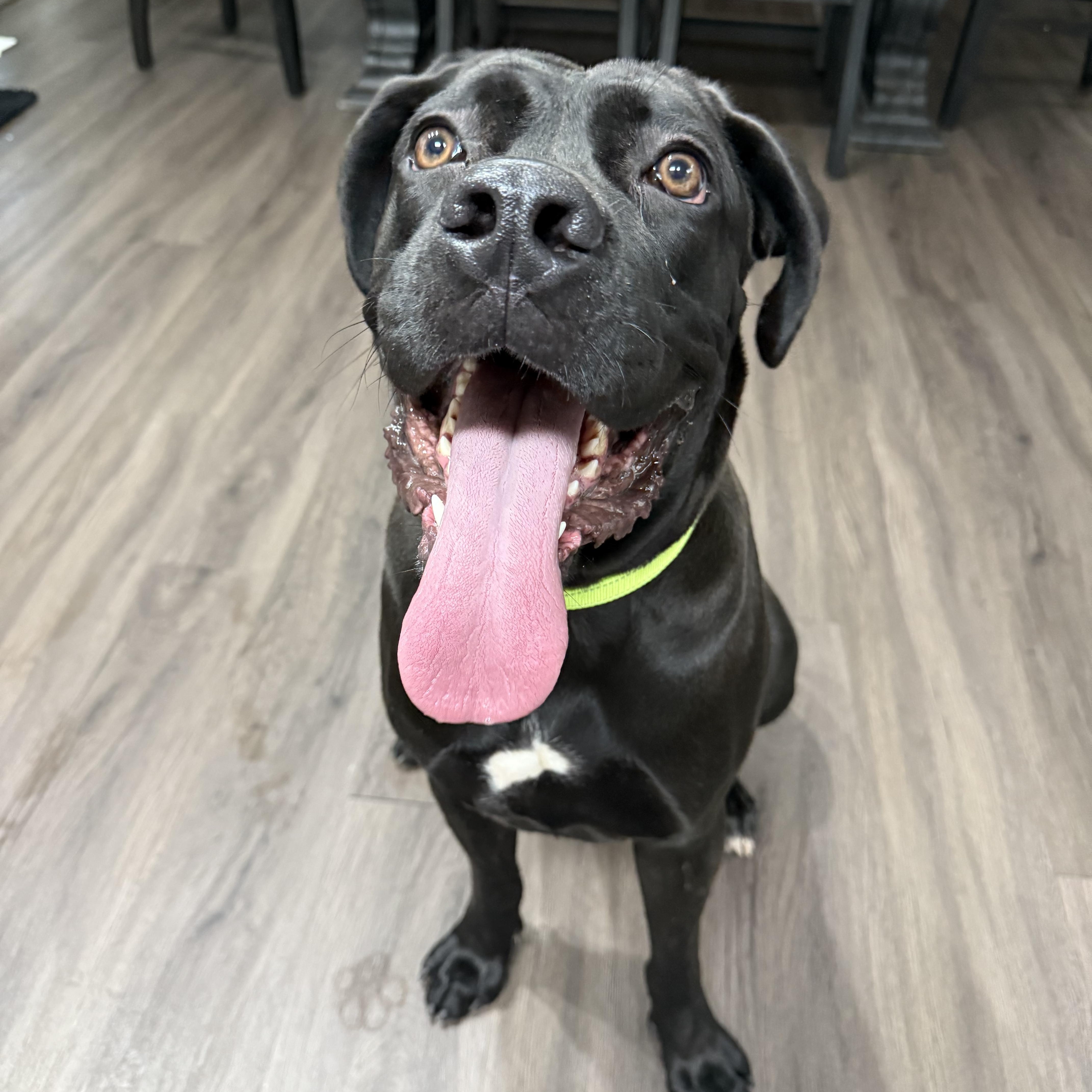 Cranberry, Adoptable, Adult Female Cane Corso.