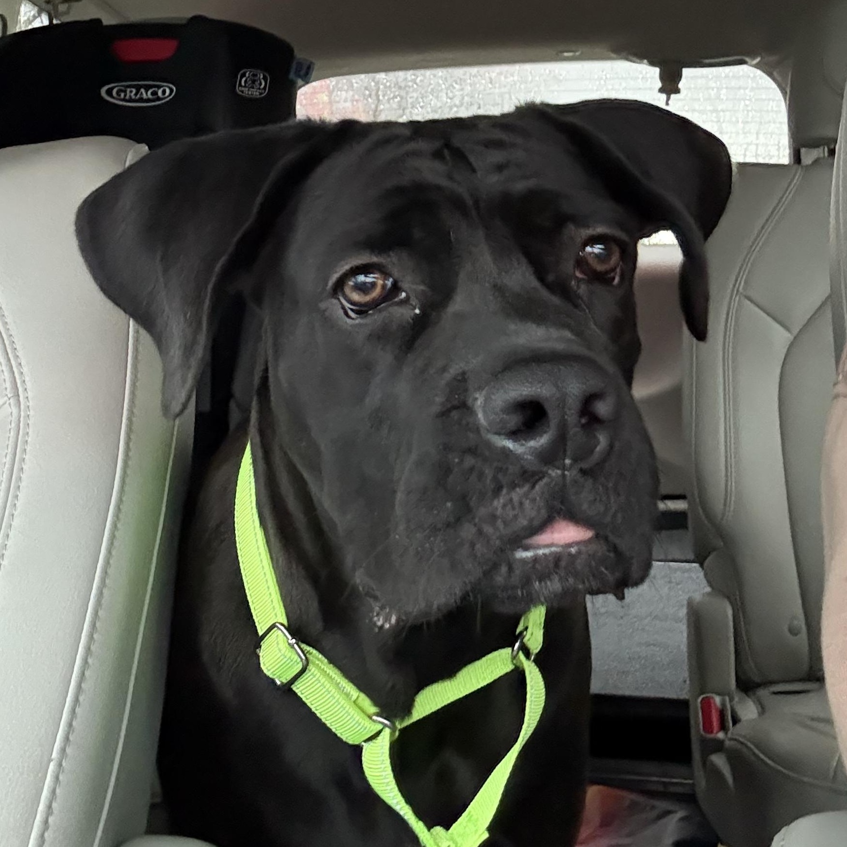 Enlarge Cranberry, a Adoptable Cane Corso in Medford, NJ image 1/3