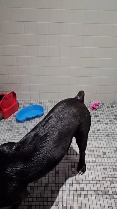 Enlarge Cranberry, a Adoptable Cane Corso in Medford, NJ video 3/3
