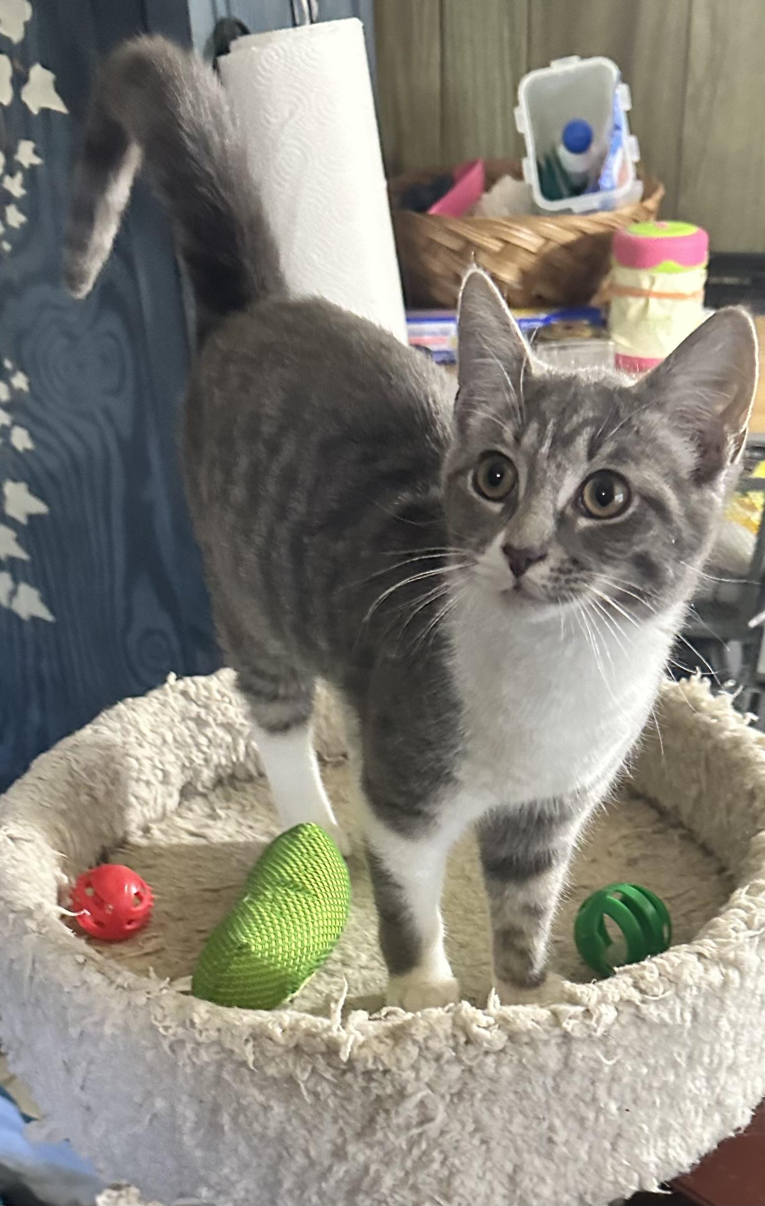 Muffin, ADOPTABLE, Kitten Female Domestic Short Hair.