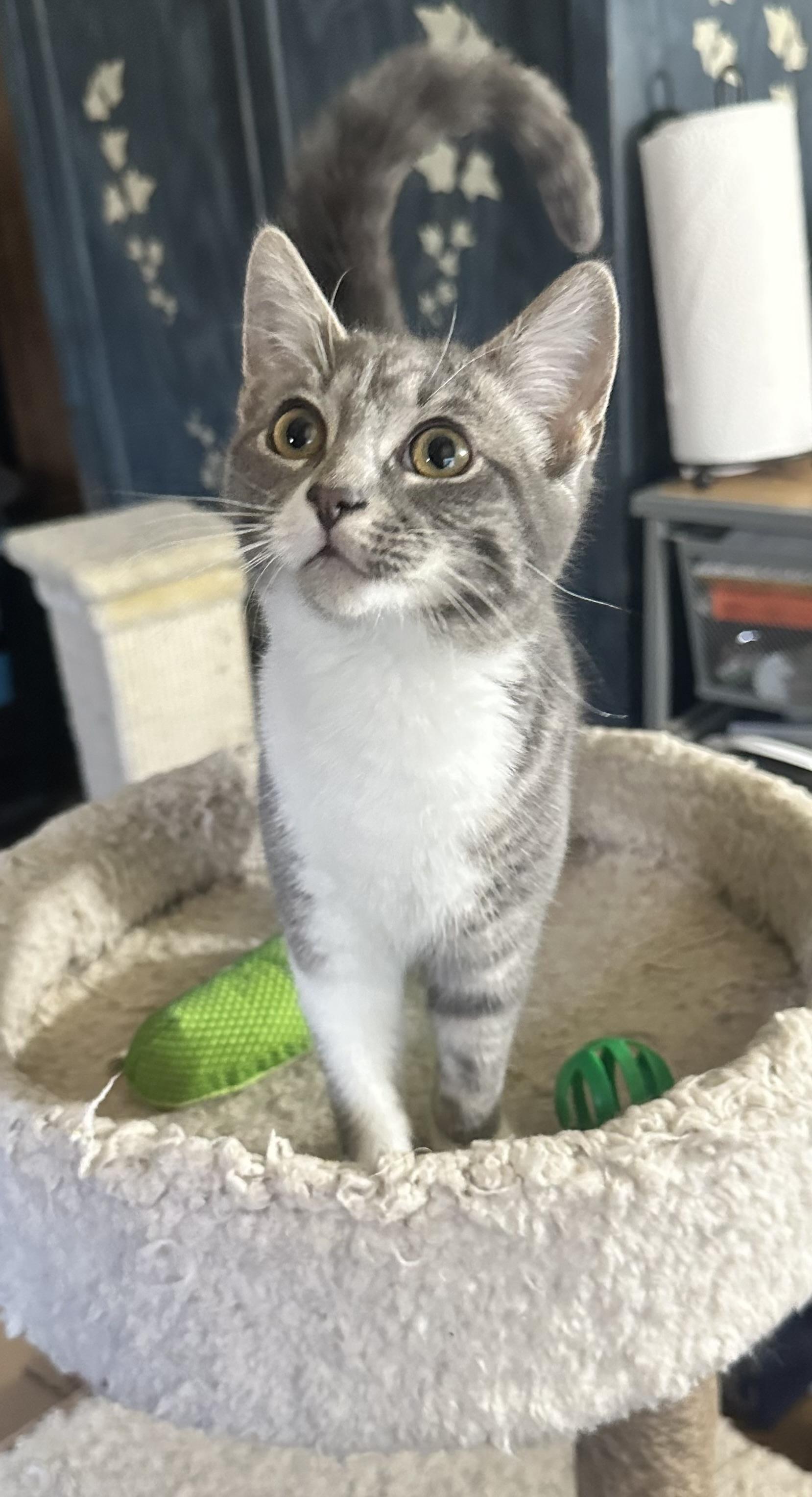 Muffin, a ADOPTABLE Domestic Short Hair in Valhalla, NY image 2/2