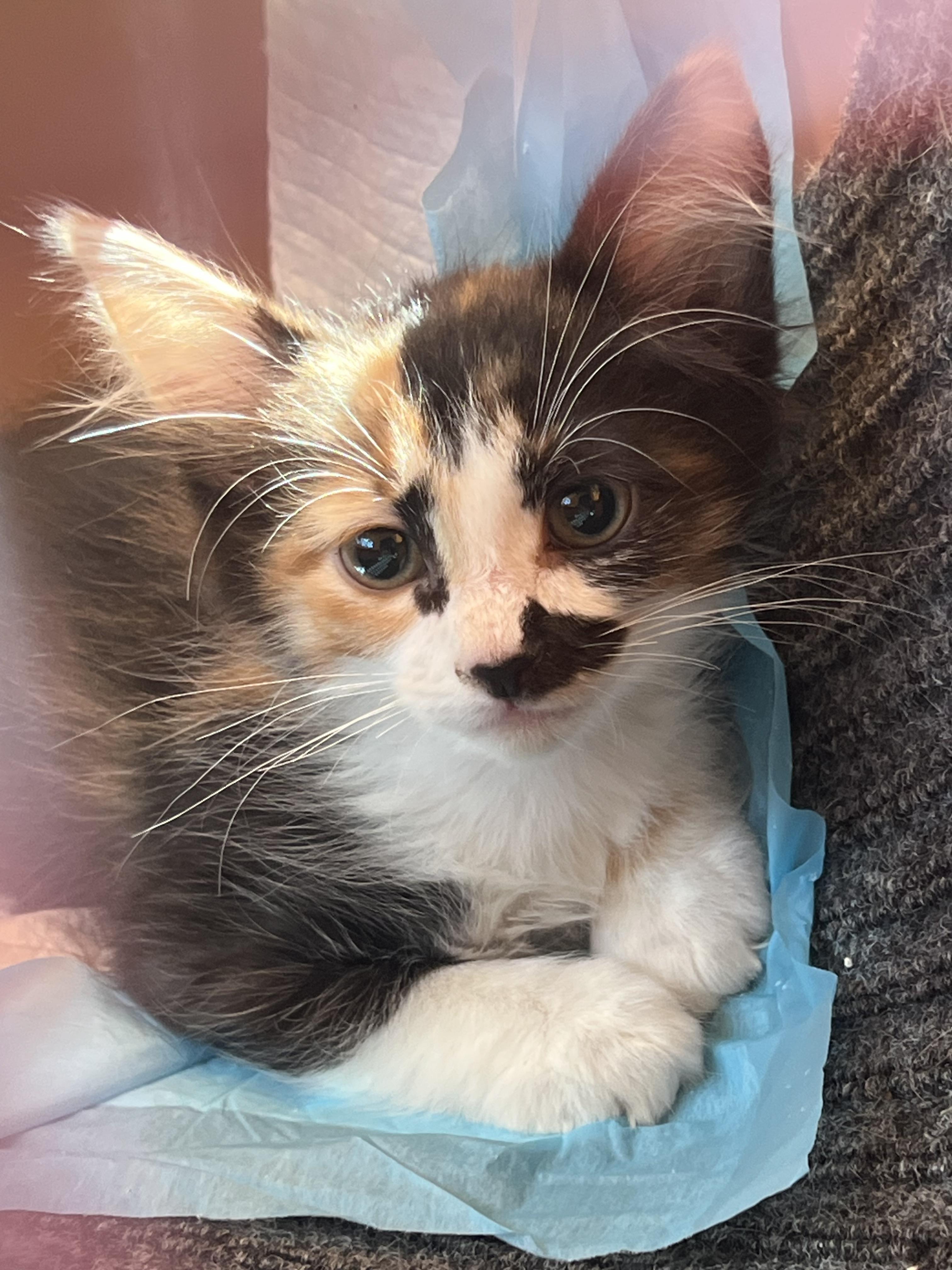 Daisy aka Daisy Mae