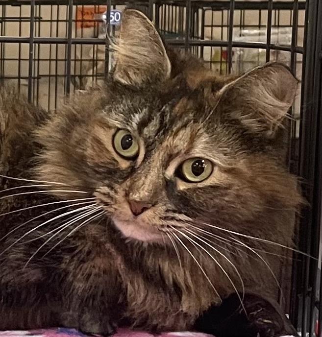 Enlarge KIARA, a Adoptable mixed breed in Southbury, CT image 2/6