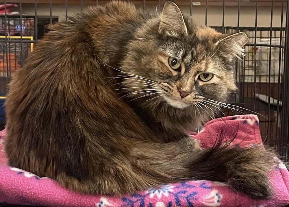 Enlarge KIARA, a Adoptable mixed breed in Southbury, CT image 5/6