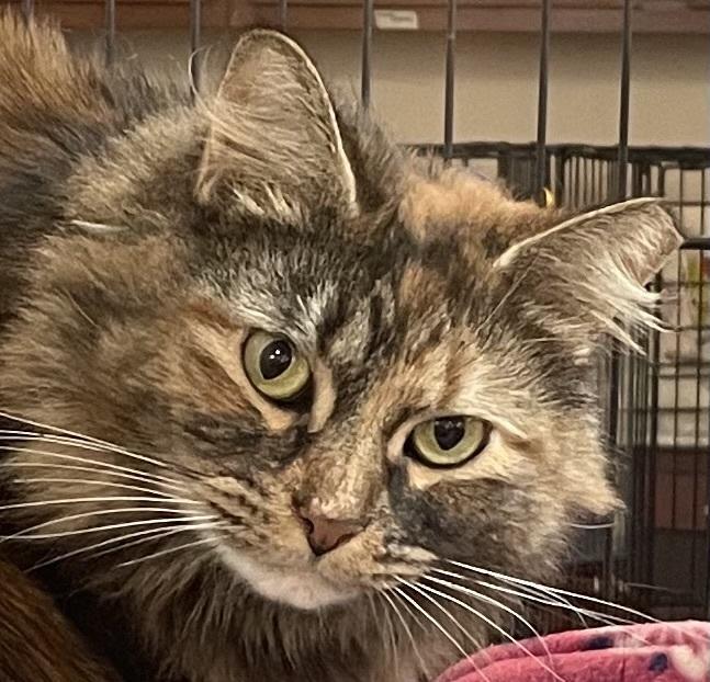 Enlarge KIARA, a Adoptable mixed breed in Southbury, CT image 6/6