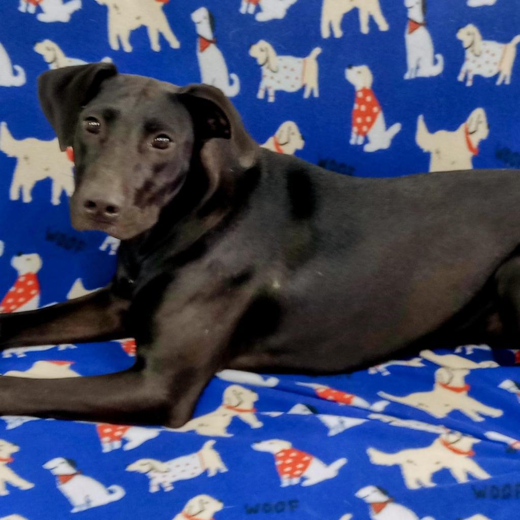 Enlarge Willow, a Adoptable mixed breed in Holton, KS image 1/5