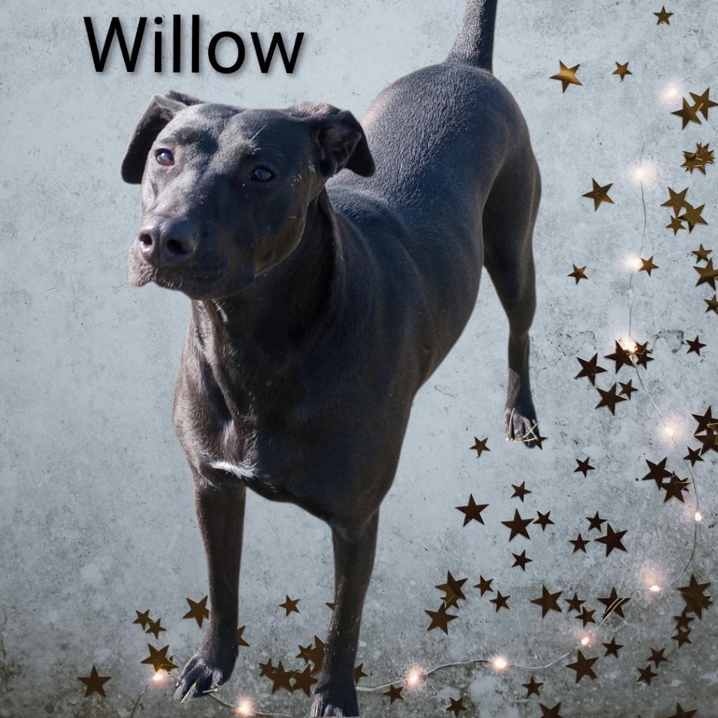 Enlarge Willow, a Adoptable mixed breed in Holton, KS image 1/5