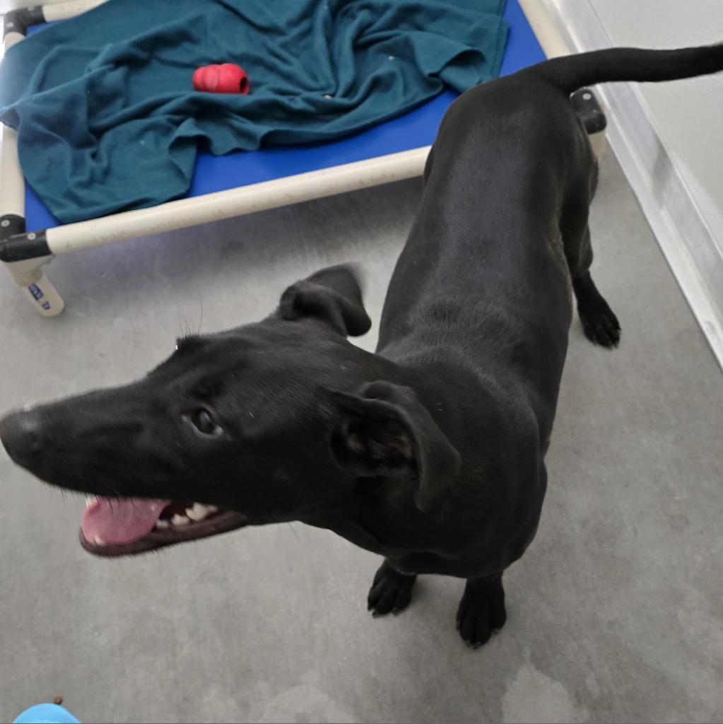 Enlarge Willow, a Adoptable mixed breed in Holton, KS image 3/5