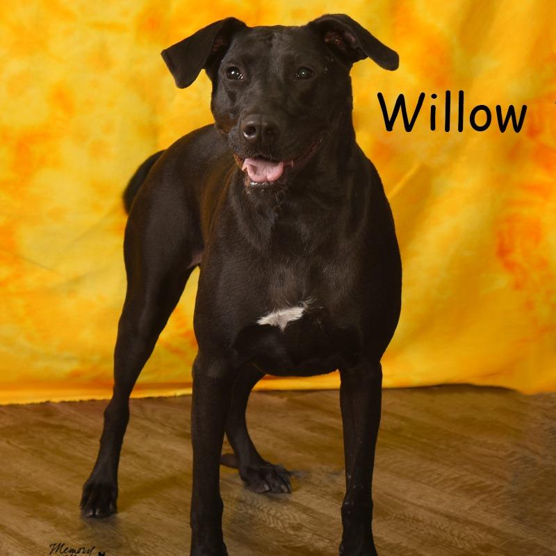 Enlarge Willow, a Adoptable mixed breed in Holton, KS image 3/6