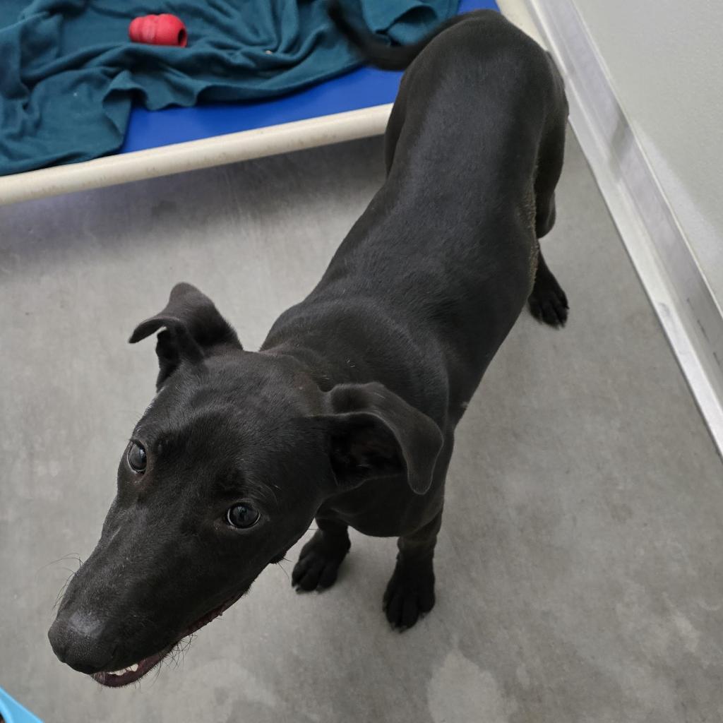 Enlarge Willow, a Adoptable mixed breed in Holton, KS image 4/5