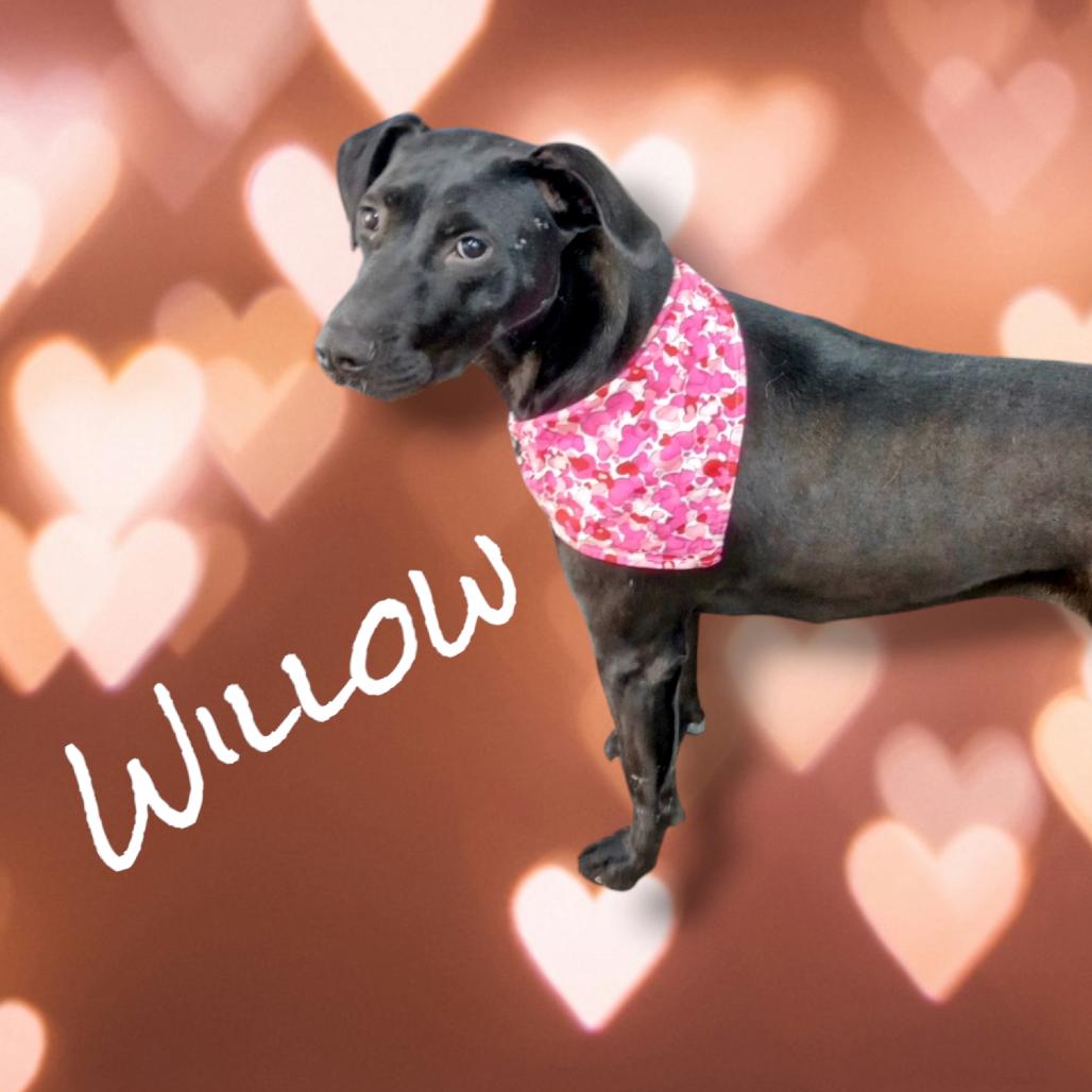 Enlarge Willow, a Adoptable mixed breed in Holton, KS image 5/5
