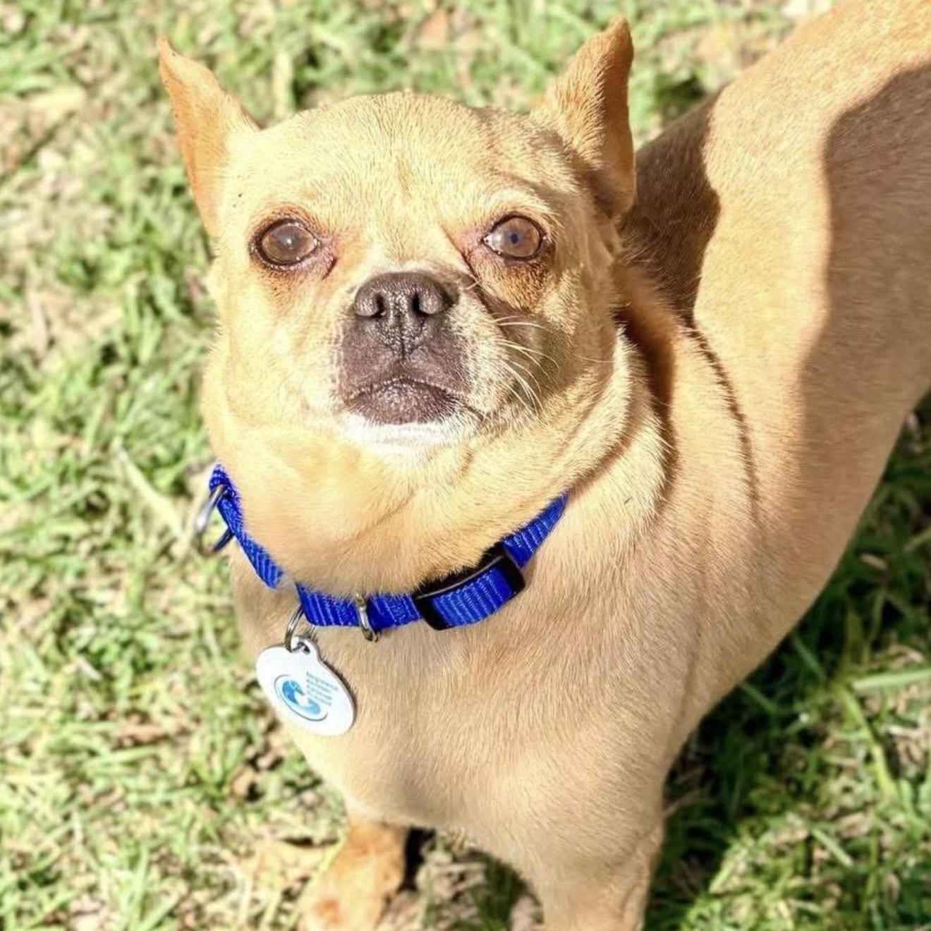 Enlarge Peggy, a ADOPTABLE mixed breed in Santa Rosa, CA image 1/1
