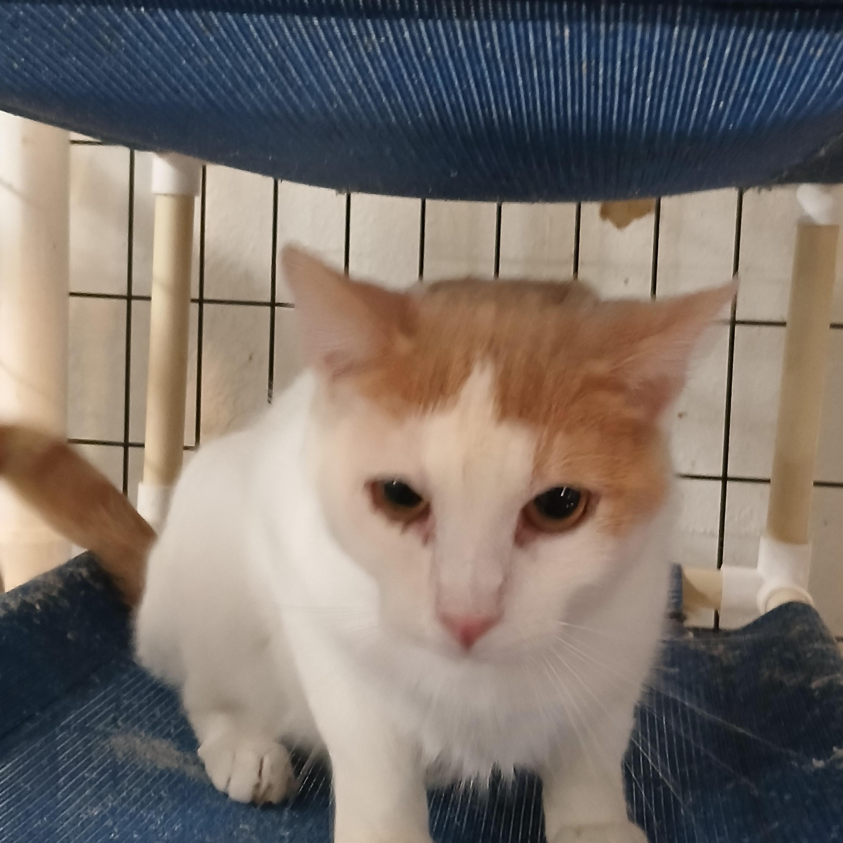 Ziggy, ADOPTABLE, Young Female American Shorthair.