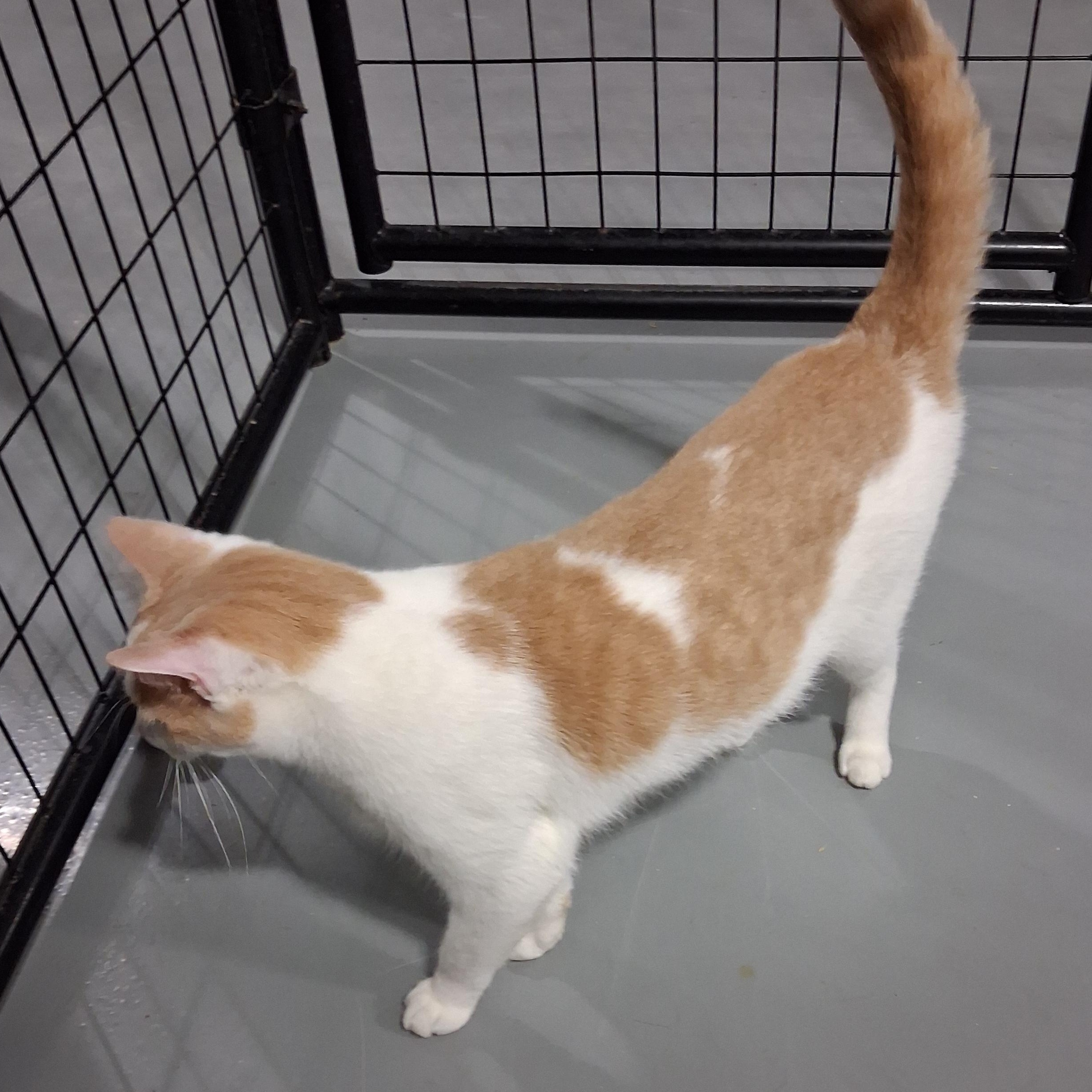 Enlarge Ziggy, a Adoptable American Shorthair in Iowa Falls, IA image 3/3
