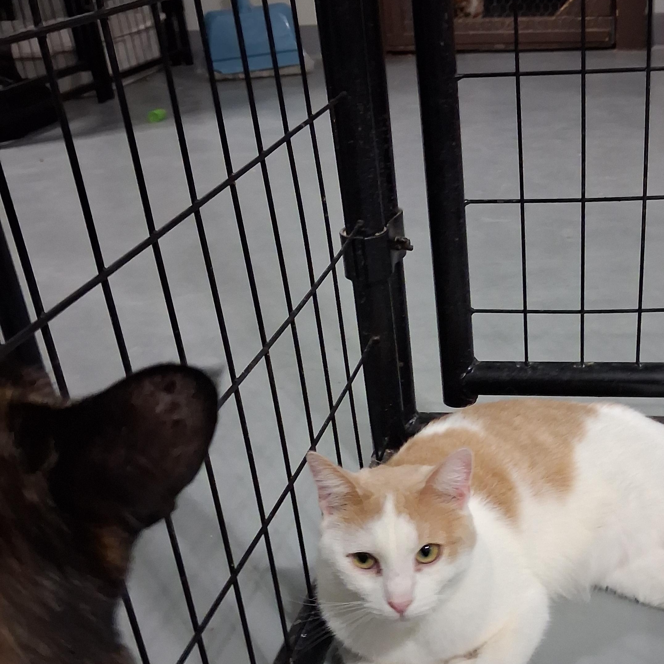 Enlarge Ziggy, a Adoptable American Shorthair in Iowa Falls, IA image 1/3