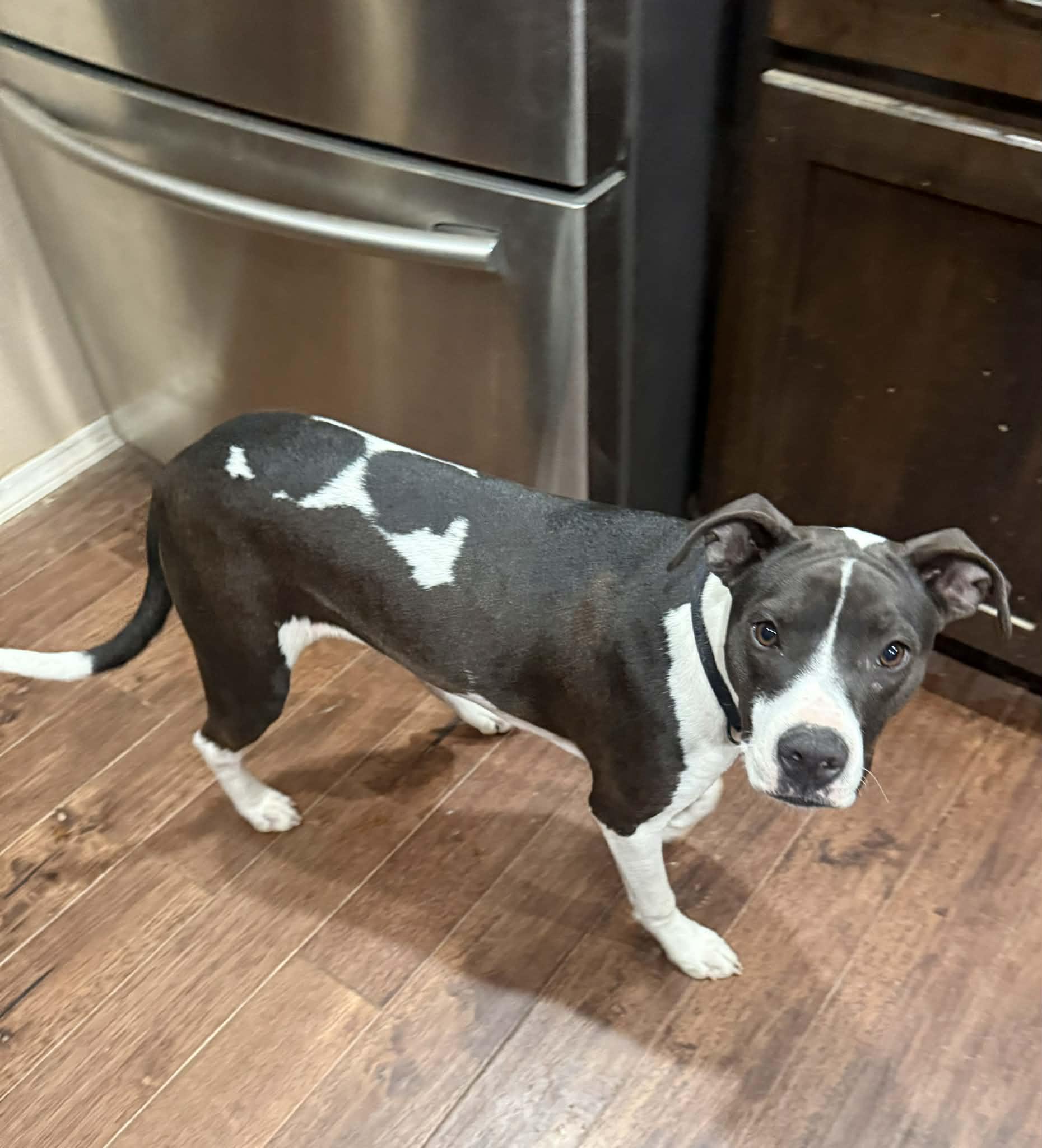 Heidi (Foster) , a ADOPTABLE mixed breed in Springfield, MO image 2/3