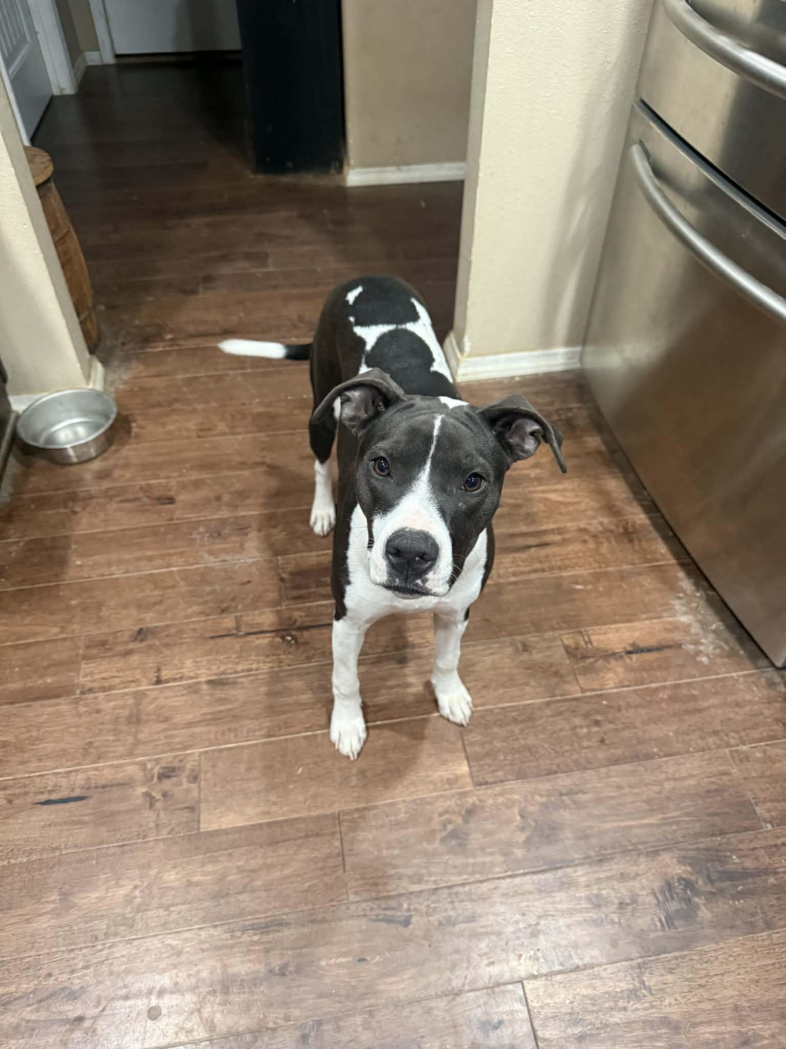 Heidi (Foster) , a ADOPTABLE mixed breed in Springfield, MO image 3/3