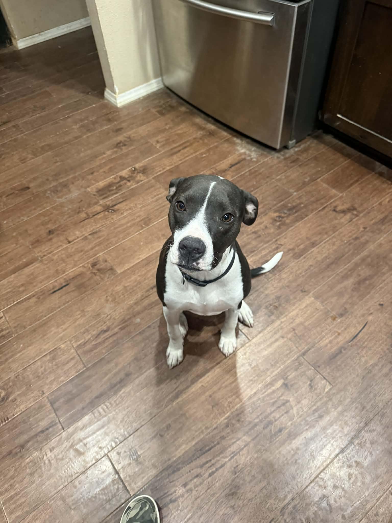 Heidi (Foster) , a ADOPTABLE mixed breed in Springfield, MO image 1/3