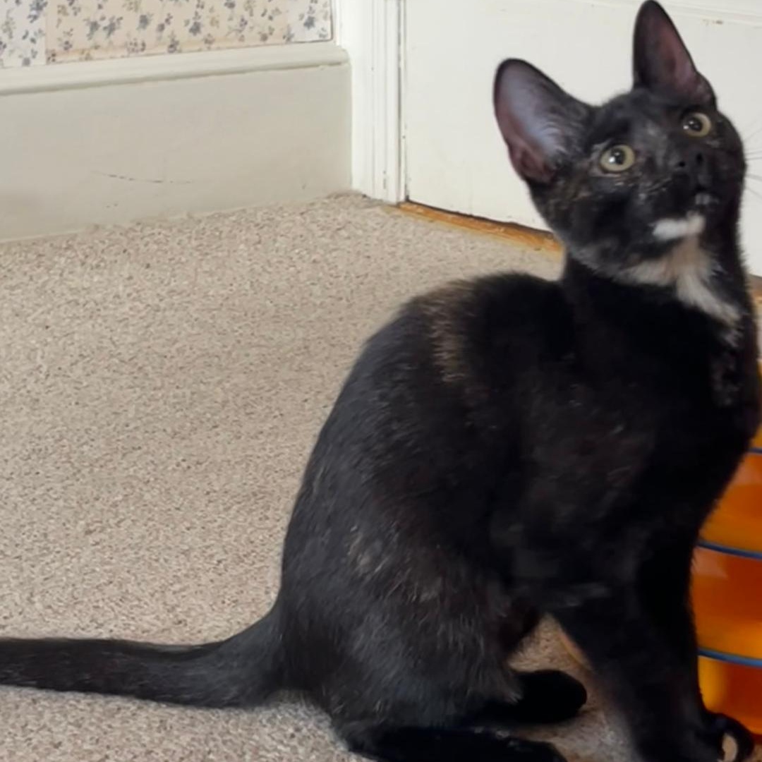 Maple, Adoptable, Kitten Female Tortoiseshell.