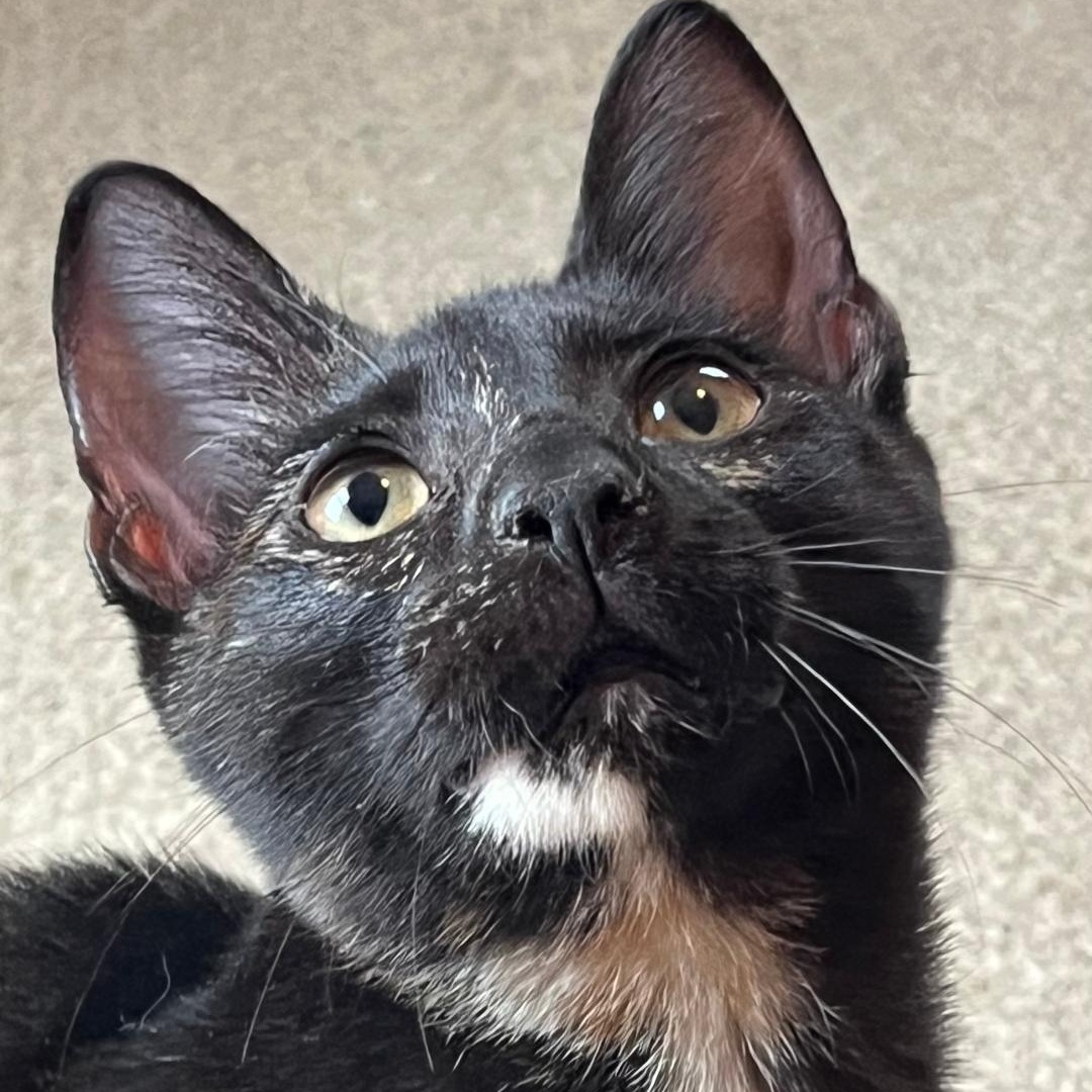 Maple, a Adoptable Tortoiseshell in Central Falls, RI image 2/6