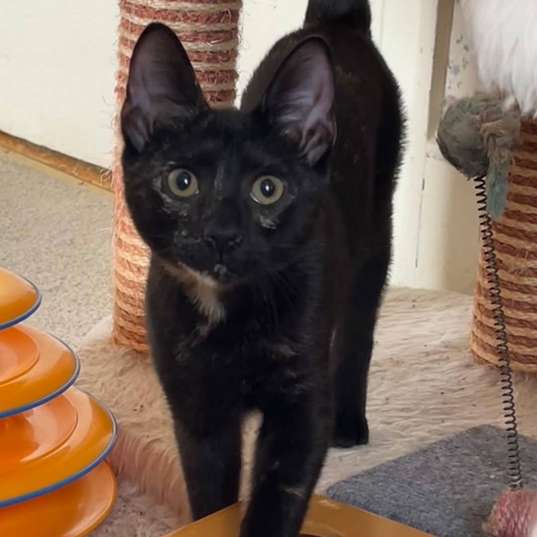 Maple, a Adoptable Tortoiseshell in Central Falls, RI image 4/6