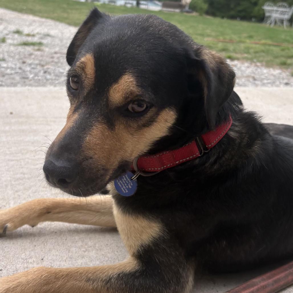Ginger, Adoptable, Adult Female Shepherd & Mixed Breed.