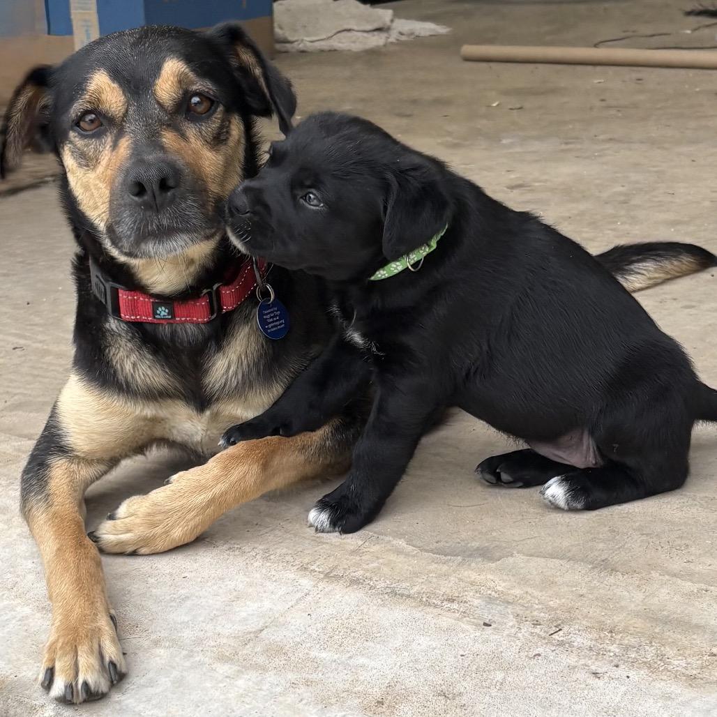 Enlarge Ginger, a Adoptable mixed breed in Fayetteville, AR image 2/6