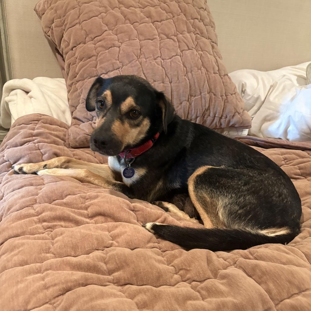 Enlarge Ginger, a Adoptable mixed breed in Fayetteville, AR image 3/6
