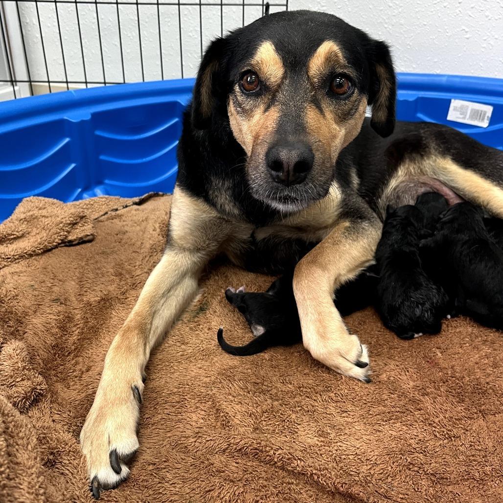 Enlarge Ginger, a Adoptable mixed breed in Fayetteville, AR image 4/6