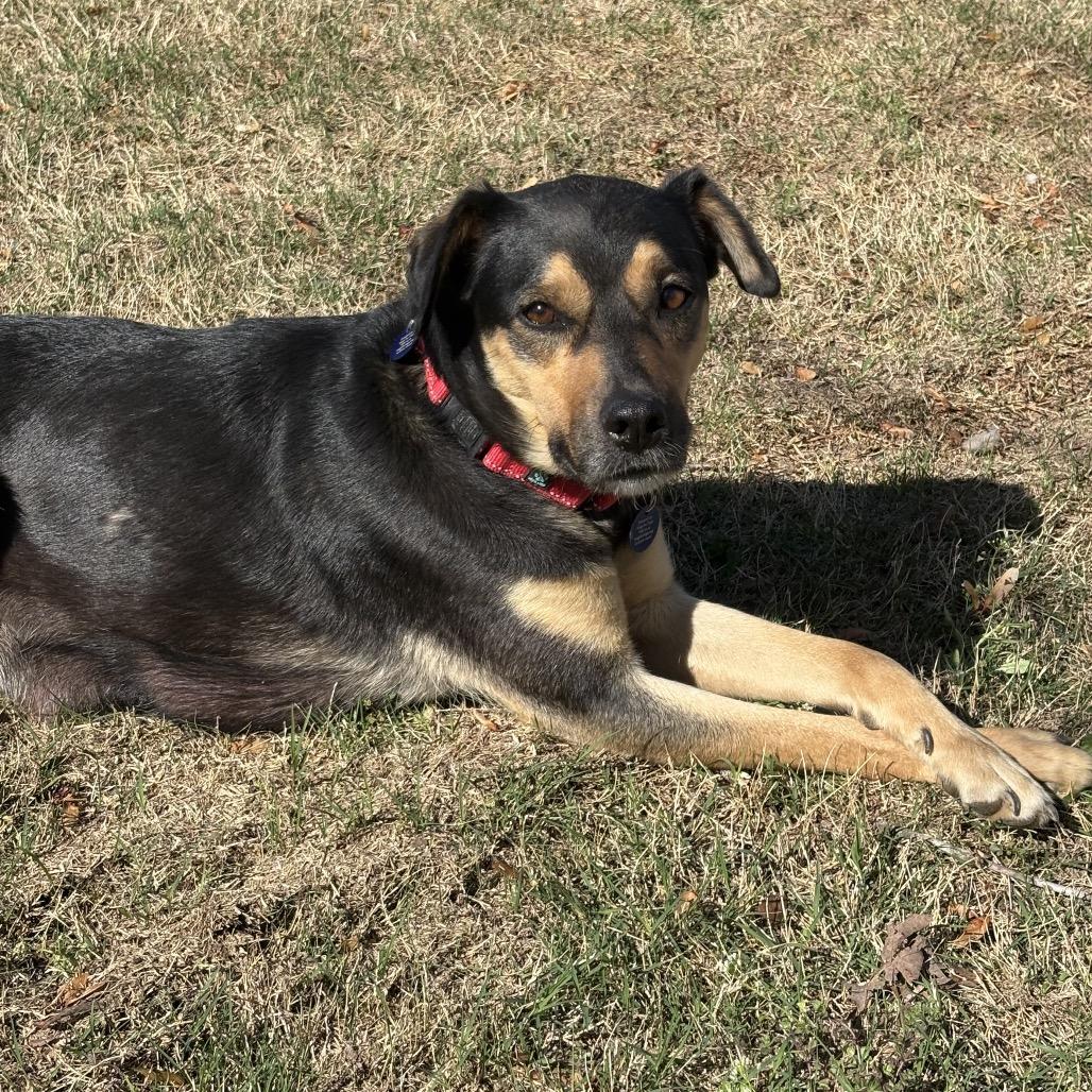 Enlarge Ginger, a Adoptable mixed breed in Fayetteville, AR image 5/6