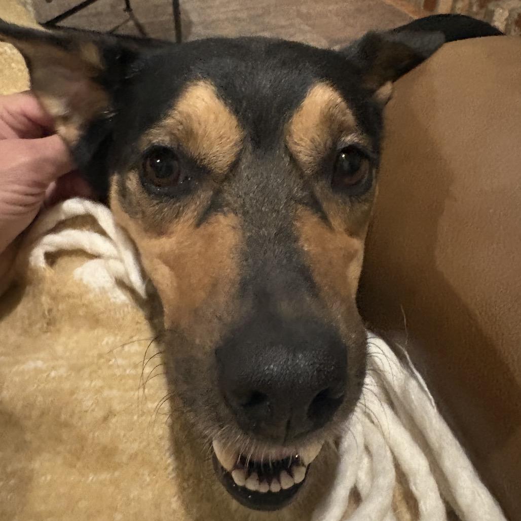 Enlarge Ginger, a Adoptable mixed breed in Fayetteville, AR image 6/6