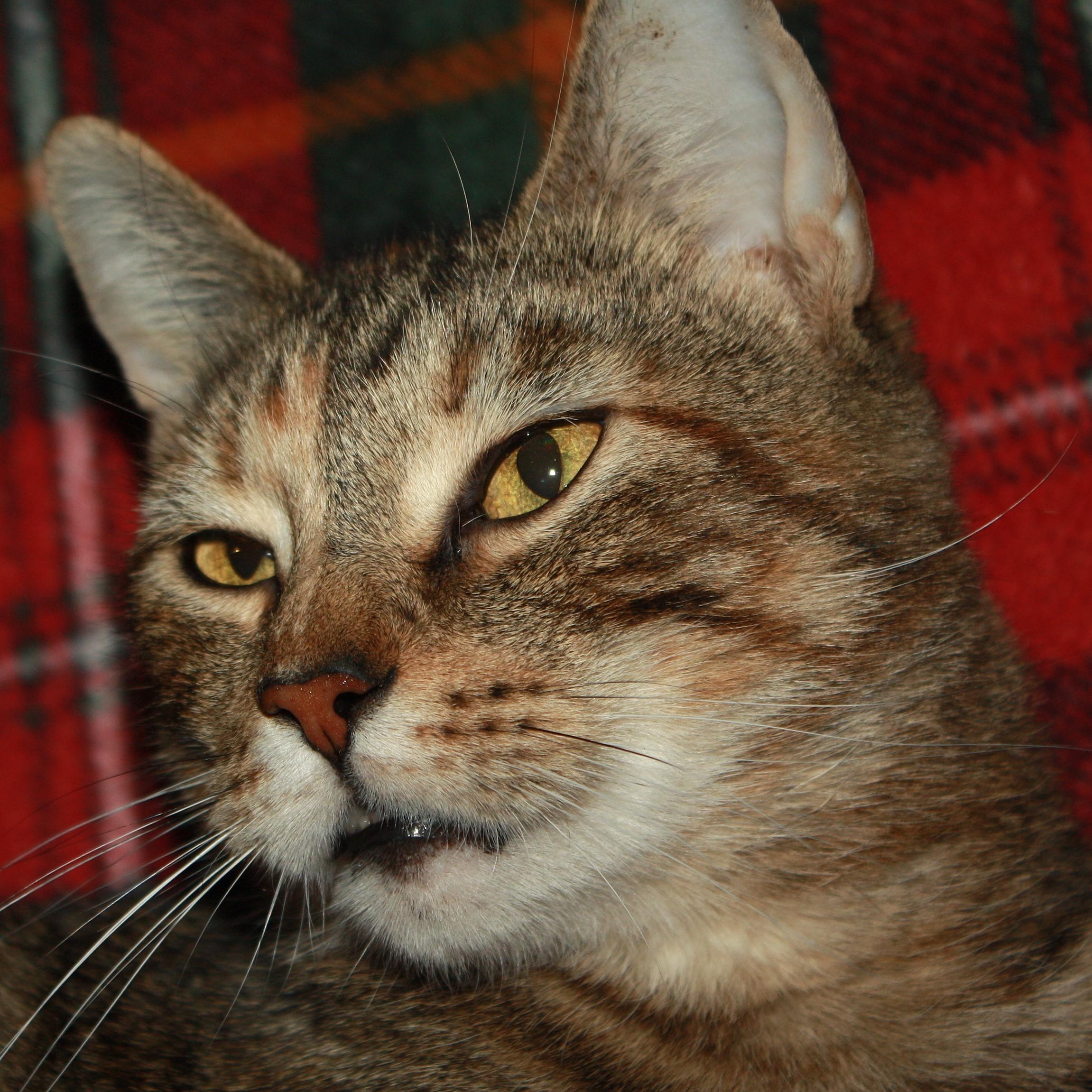 Princess Grace, a ADOPTABLE Domestic Short Hair in Fair Haven, VT image 1/3