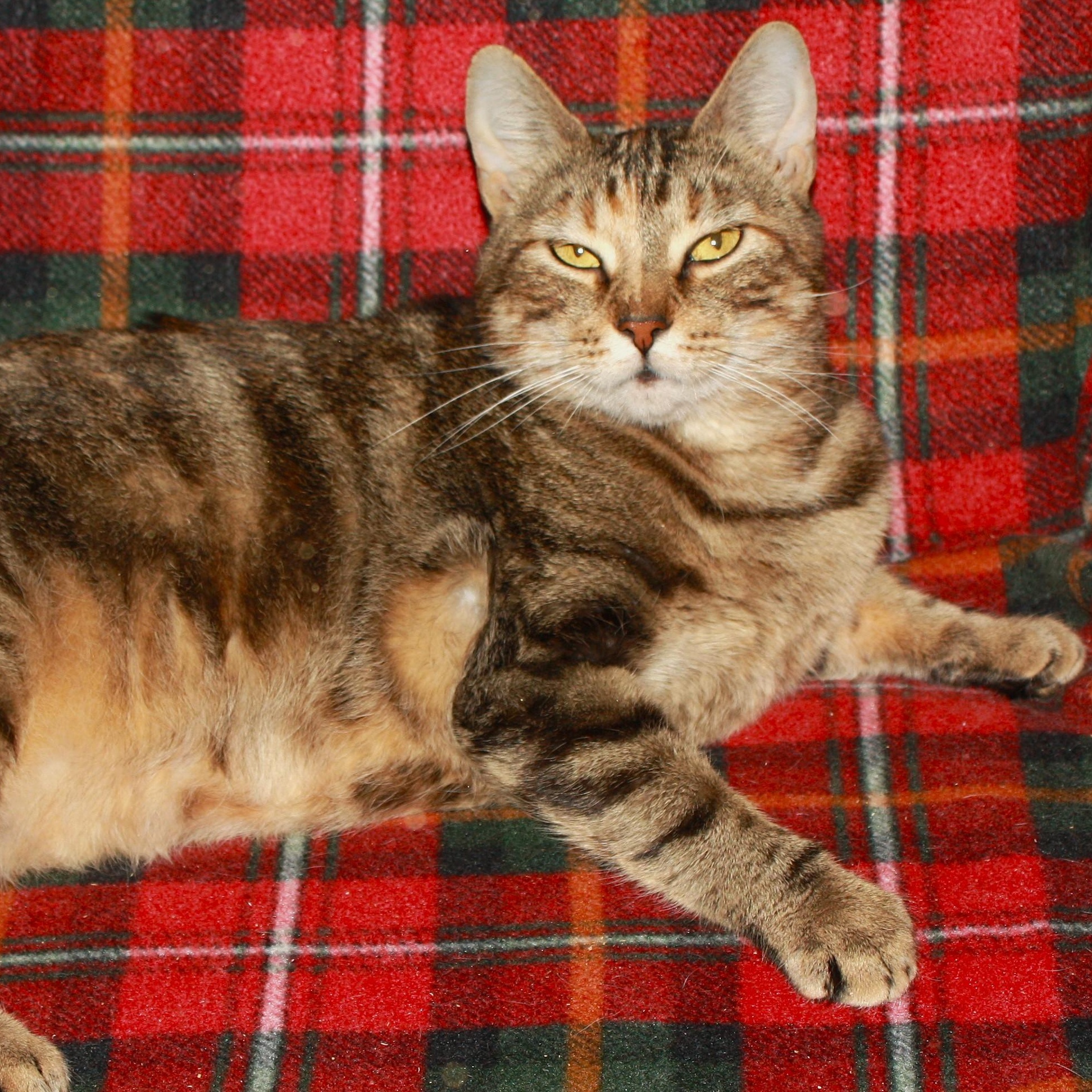 Princess Grace, a ADOPTABLE Domestic Short Hair in Fair Haven, VT image 2/3