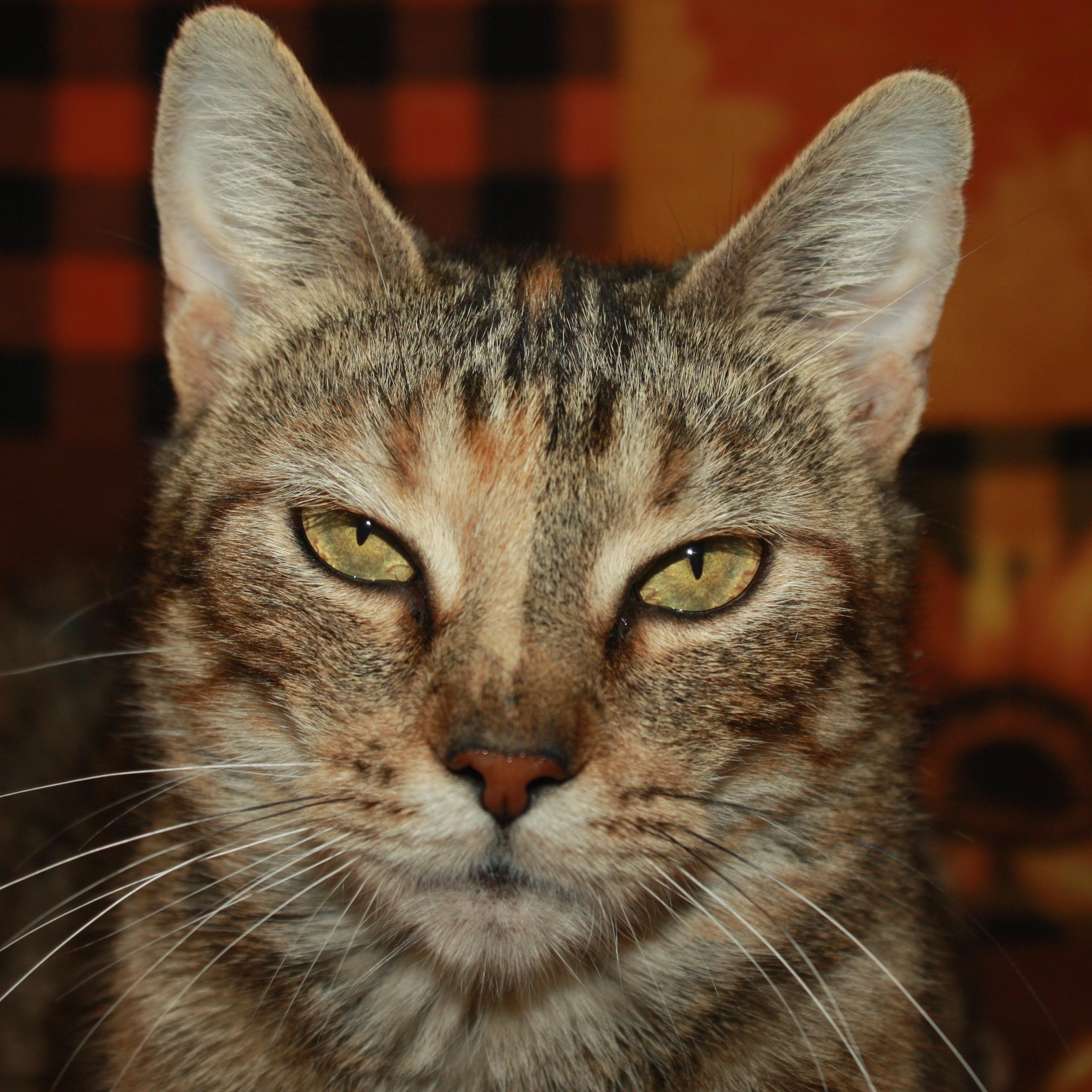 Princess Grace, a ADOPTABLE Domestic Short Hair in Fair Haven, VT image 3/3