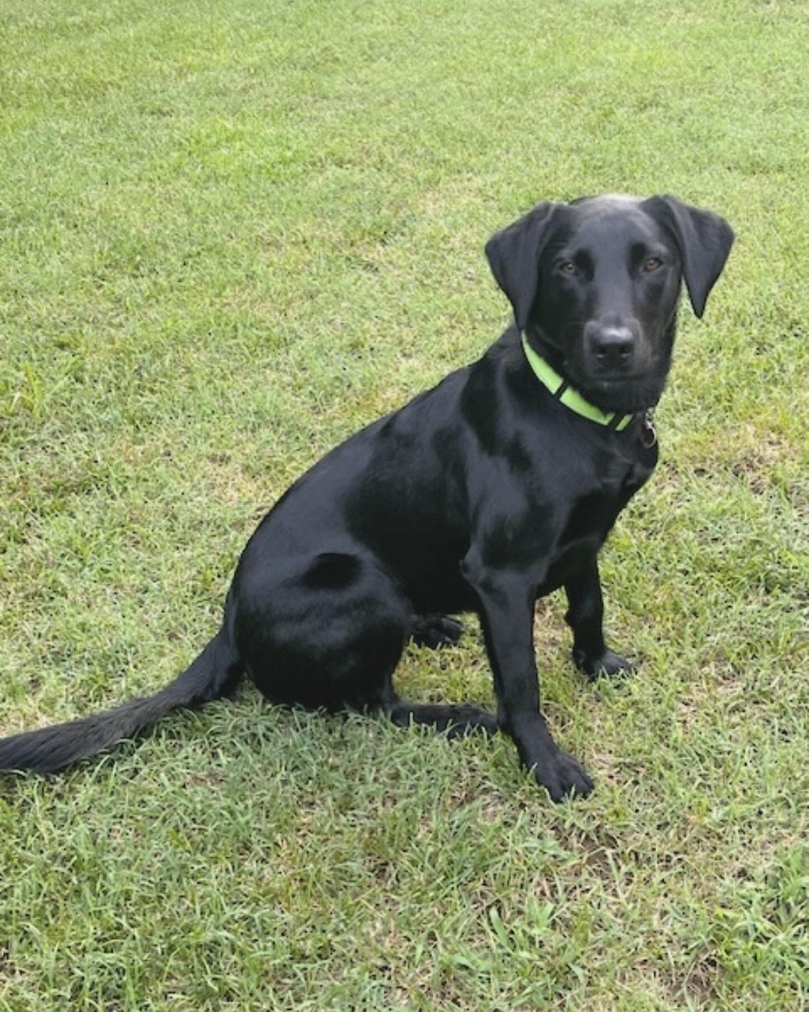 Maizey - Rehoming, Young Female Black Labrador Retriever