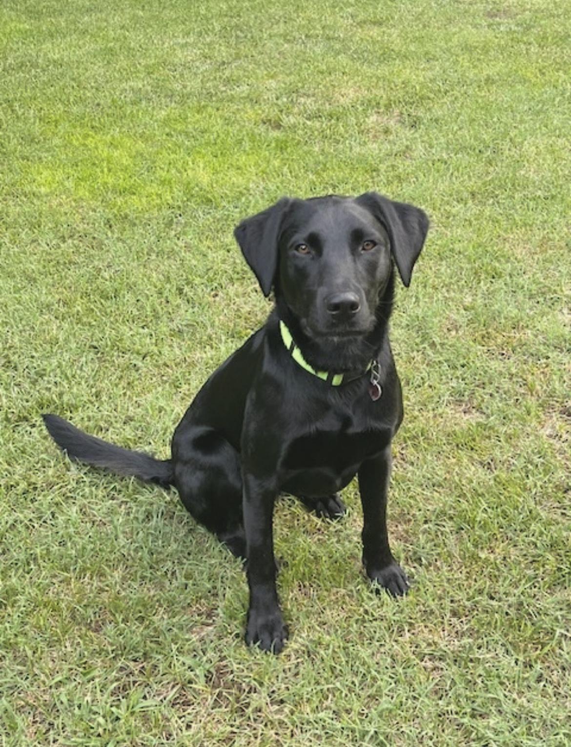 Maizey - Rehoming photo 3