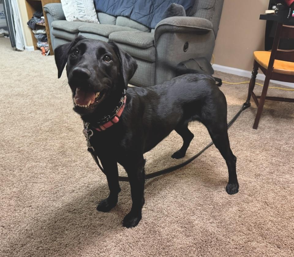 Maizey - Rehoming photo 4