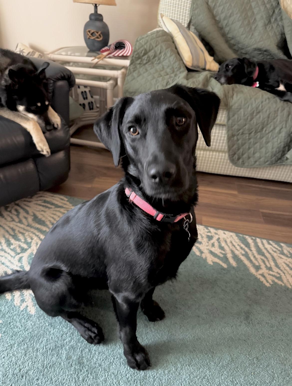 Maizey - Rehoming photo 2